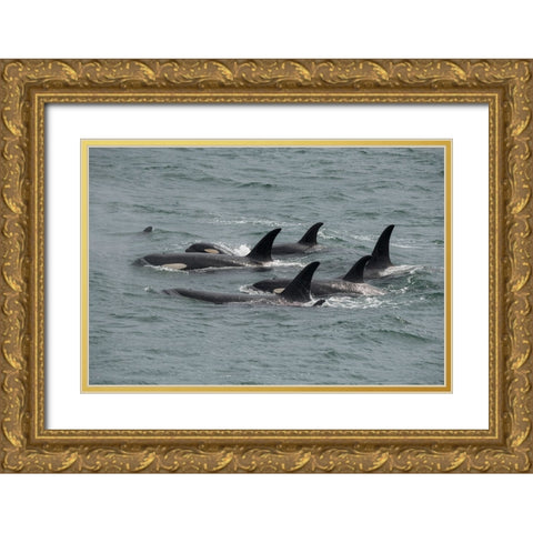 Big pod of orcas in Icy Strait a family unit. Gold Ornate Wood Framed Art Print with Double Matting by Sederquist, Betty