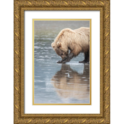 Clamming brown bear reflected at low tide along Cook Inlet. Gold Ornate Wood Framed Art Print with Double Matting by Sederquist, Betty