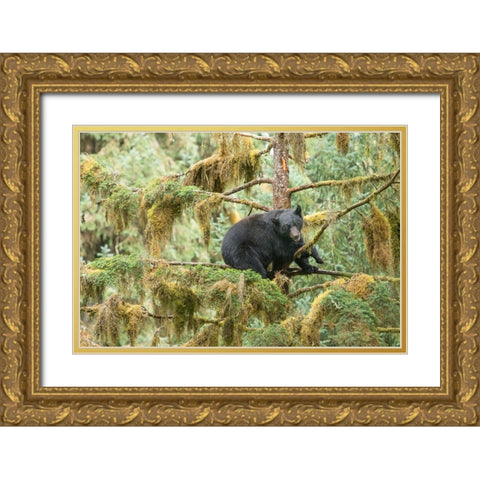 Cub resting in a tree to escape male bears- which could kill it. Gold Ornate Wood Framed Art Print with Double Matting by Sederquist, Betty
