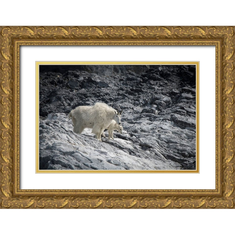 Mama mountain goat and her kid find their footing at Gloomy Knob- Glacier Bay. Gold Ornate Wood Framed Art Print with Double Matting by Sederquist, Betty