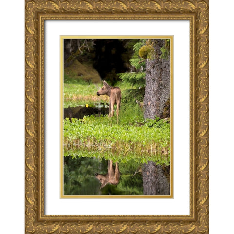 Tiny moose calf waits for its mother at a rainforest pond at Bartlett Cove- Glacier Bay. Gold Ornate Wood Framed Art Print with Double Matting by Sederquist, Betty