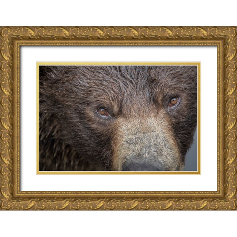 Ultra closeup of a brown bear at Fortress of the Bear- a Sitka rescue center. Gold Ornate Wood Framed Art Print with Double Matting by Sederquist, Betty