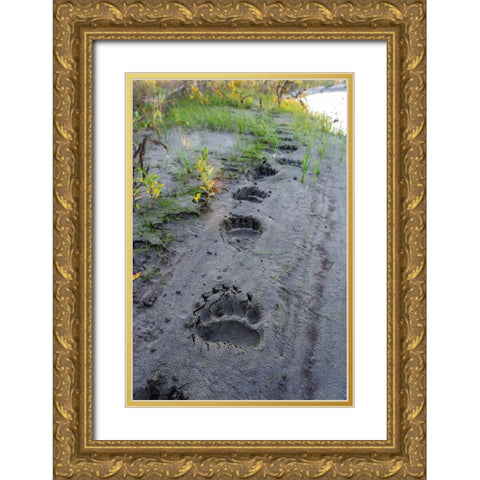 USA- Alaska- Noatak National Preserve. Fresh tracks from a Brown Bear. Gold Ornate Wood Framed Art Print with Double Matting by Norrsell, Fredrik