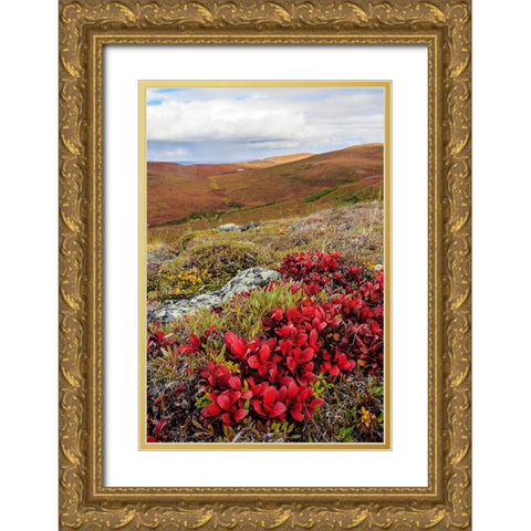USA- Alaska- Noatak National Preserve. Alpine Bearberry on arctic tundra in autumn colors. Gold Ornate Wood Framed Art Print with Double Matting by Norrsell, Fredrik