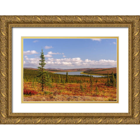 USA- Alaska- Kotzebue- Noatak River. Autumn colors along the Noatak River. Gold Ornate Wood Framed Art Print with Double Matting by Norrsell, Fredrik