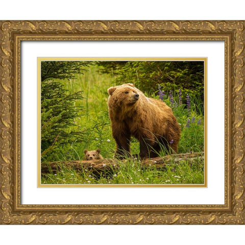 USA-Alaska-Female grizzly bear and cub Gold Ornate Wood Framed Art Print with Double Matting by Theodore, George and Marilu