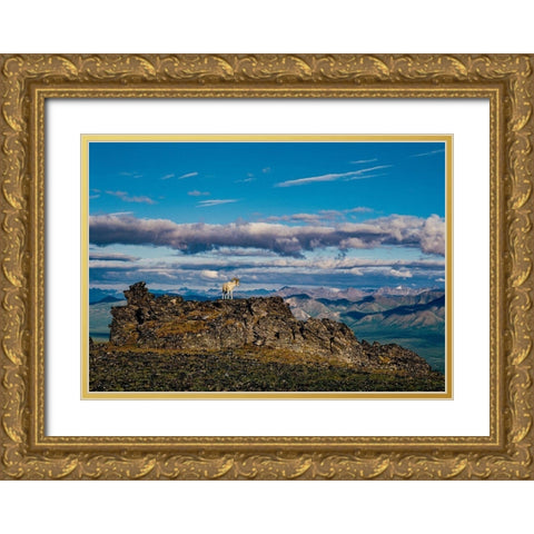 Solo dall ram on ridge-Denali National Park-Alaska-USA Gold Ornate Wood Framed Art Print with Double Matting by Garber, Howie