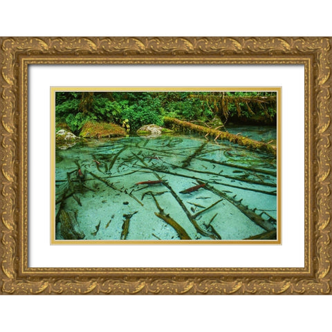 Salmon spawning hole in forest near Haines-Alaska-Tongass National Forest Gold Ornate Wood Framed Art Print with Double Matting by Garber, Howie