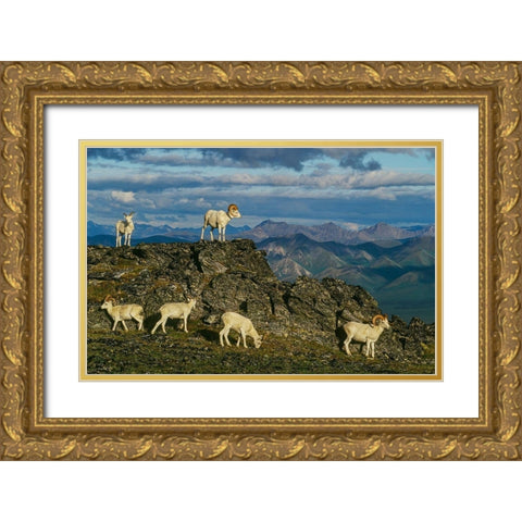 Herd of Dall Rams and Ewes graze on ridge-Denali National Park-Alaska Gold Ornate Wood Framed Art Print with Double Matting by Garber, Howie