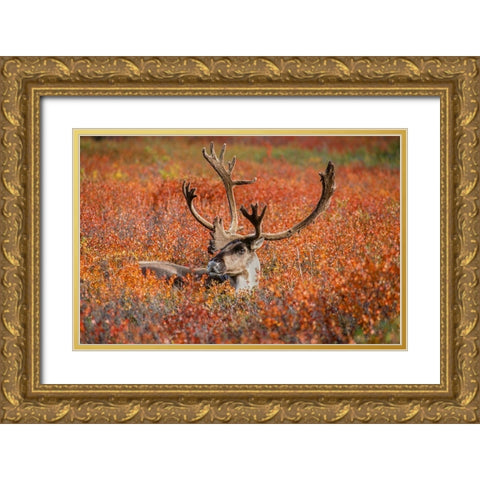 Large male caribou in red fall tundra-eye to eye with photographer-Denali National Park-Alaska Gold Ornate Wood Framed Art Print with Double Matting by Garber, Howie