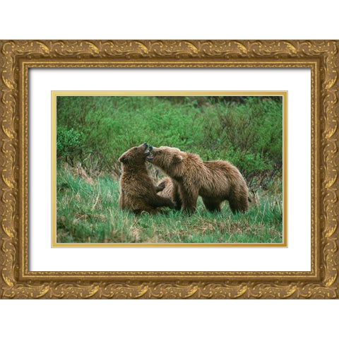 Play behavior between Sow and Cub Brown Bear-McNeil River State Game Reserve-Alaska Gold Ornate Wood Framed Art Print with Double Matting by Garber, Howie