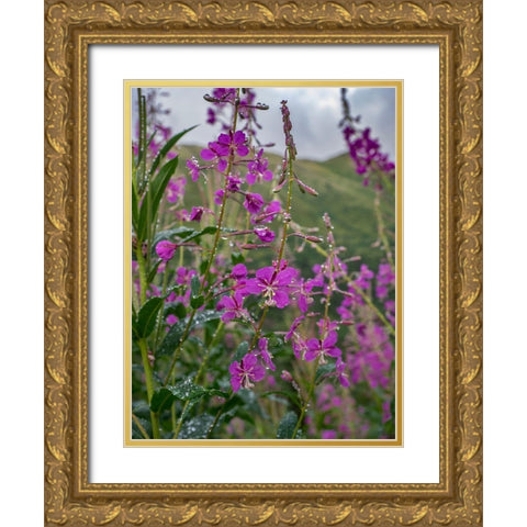 Fireweed and Alaskan morning near Eagle River-Alaska Gold Ornate Wood Framed Art Print with Double Matting by Garber, Howie
