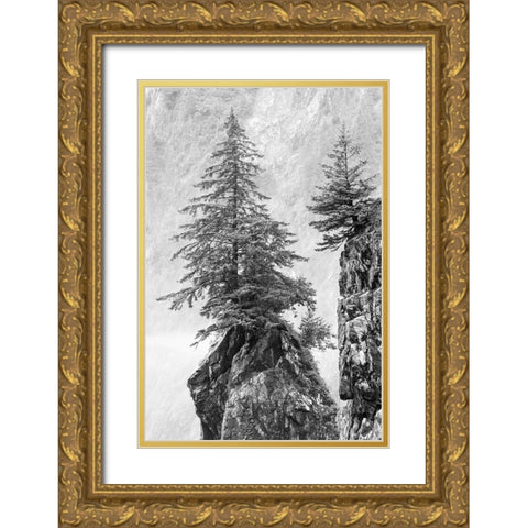 Alaska- Kenai Peninsula. Black and white image of pine tree on a monolith. Gold Ornate Wood Framed Art Print with Double Matting by Muir, Janet