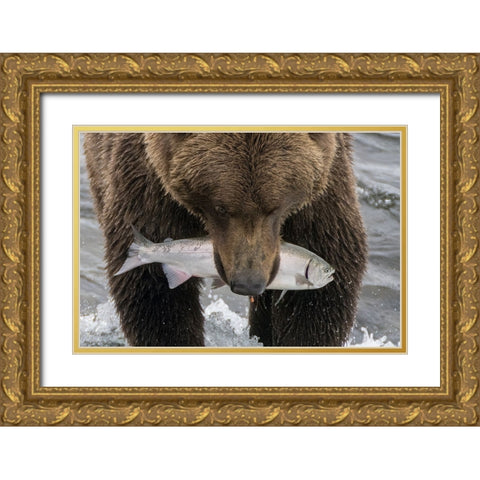 Alaska- Brooks Falls. Grizzley bear holding a salmon in its mouth. Gold Ornate Wood Framed Art Print with Double Matting by Muir, Janet