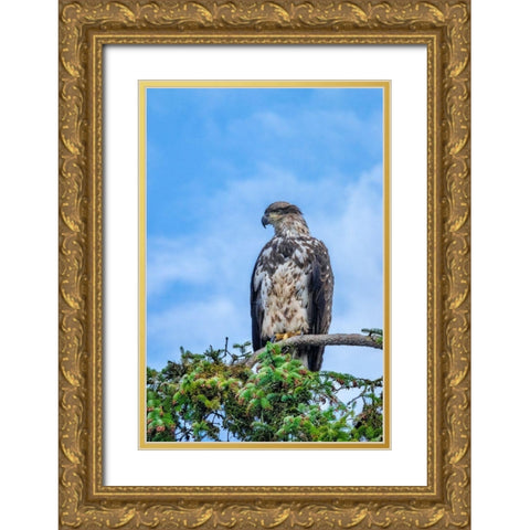 Bald Eagle-Alaska-USA Gold Ornate Wood Framed Art Print with Double Matting by Engelbrecht, Jim