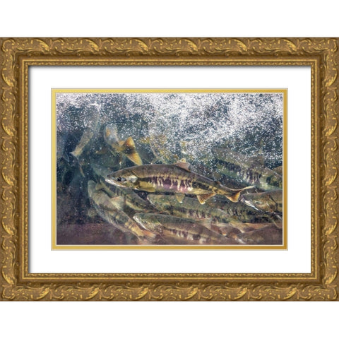 Salmon run-Macaulay Salmon Hatchery-Douglas Island-Alaska-USA Gold Ornate Wood Framed Art Print with Double Matting by Engelbrecht, Jim