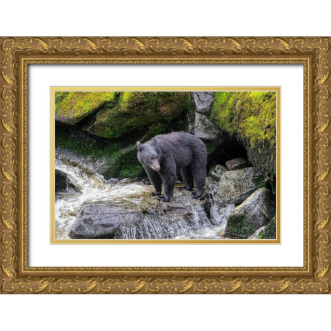 Black Bear-Anan Creek-Wrangell-Alaska-USA Gold Ornate Wood Framed Art Print with Double Matting by Engelbrecht, Jim