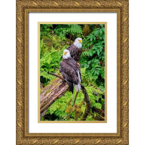 Bald Eagle-Anan Creek-Wrangell-Alaska-USA Gold Ornate Wood Framed Art Print with Double Matting by Engelbrecht, Jim