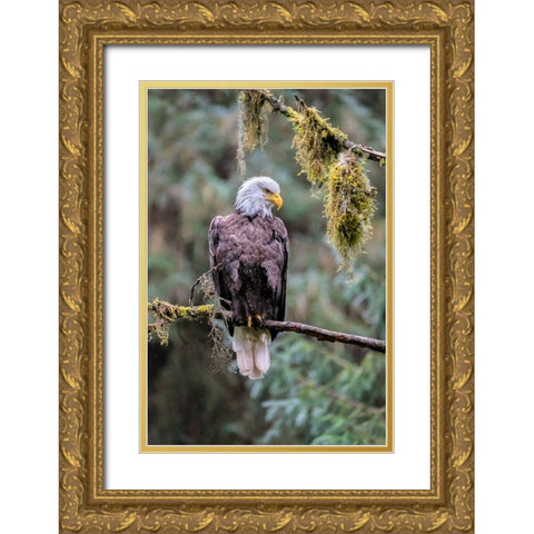 Bald Eagle-Anan Creek-Wrangell-Alaska-USA Gold Ornate Wood Framed Art Print with Double Matting by Engelbrecht, Jim