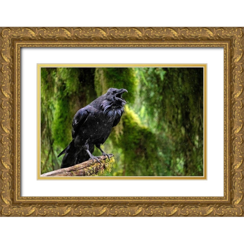 Raven-Anan Creek-Wrangell-Alaska Gold Ornate Wood Framed Art Print with Double Matting by Engelbrecht, Jim