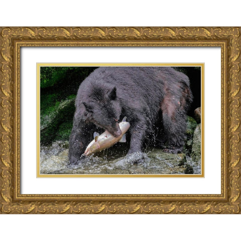 Black Bear-Salmon run-Anan Creek-Wrangell-Alaska-USA Gold Ornate Wood Framed Art Print with Double Matting by Engelbrecht, Jim