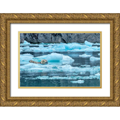 Harbor Seal-LeConte Bay-Alaska-USA Gold Ornate Wood Framed Art Print with Double Matting by Engelbrecht, Jim
