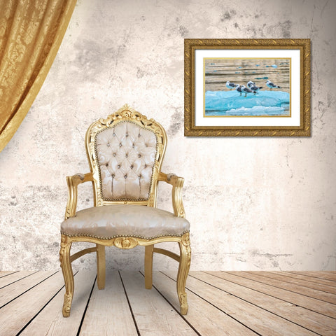 Seagulls on glacial ice-LeConte Bay-Alaska Gold Ornate Wood Framed Art Print with Double Matting by Engelbrecht, Jim