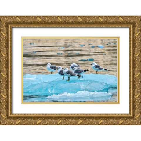 Seagulls on glacial ice-LeConte Bay-Alaska Gold Ornate Wood Framed Art Print with Double Matting by Engelbrecht, Jim
