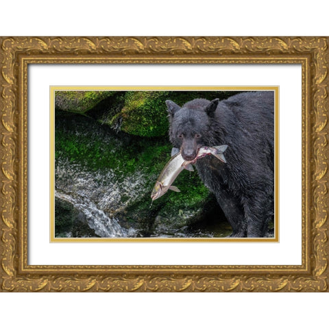 Black Bear-Salmon run-Anan Creek Wrangell-Alaska-USA Gold Ornate Wood Framed Art Print with Double Matting by Engelbrecht, Jim