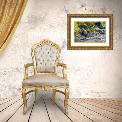 Grizzly Bear-salmon run-Anan Creek-Wrangell-Alaska-USA Gold Ornate Wood Framed Art Print with Double Matting by Engelbrecht, Jim