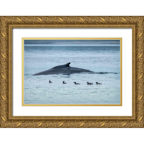 Humpback Whale-Ernest Sound-Wrangell-Alaska-USA Gold Ornate Wood Framed Art Print with Double Matting by Engelbrecht, Jim