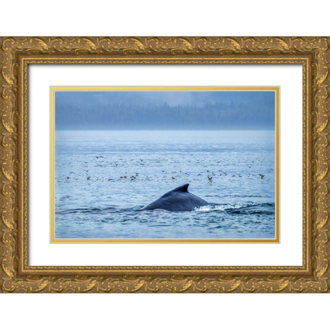 Humpback Whale-Ernest Sound-Wrangell-Alaska-USA Gold Ornate Wood Framed Art Print with Double Matting by Engelbrecht, Jim
