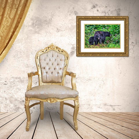 Black Bear adult and Cub-Anan Creek-Wrangell-Alaska-USA Gold Ornate Wood Framed Art Print with Double Matting by Engelbrecht, Jim