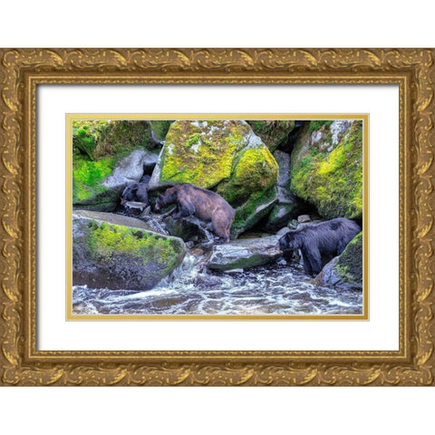 Black Bear-Salmon run-Anan Creek Wrangell-Alaska-USA Gold Ornate Wood Framed Art Print with Double Matting by Engelbrecht, Jim