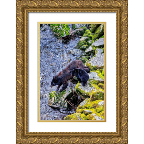 Black Bear adult and Cub-Anan Creek-Wrangell-Alaska-USA Gold Ornate Wood Framed Art Print with Double Matting by Engelbrecht, Jim