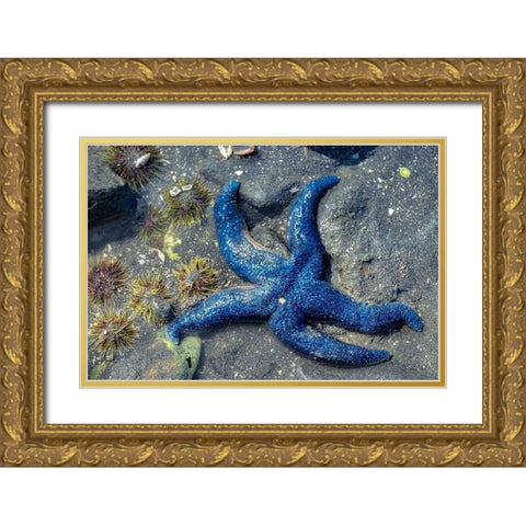 Blue Sea Star-tidal pool-Juneau-Alaska-USA Gold Ornate Wood Framed Art Print with Double Matting by Engelbrecht, Jim