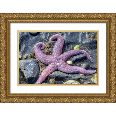Purple Star-starfish-tidal pool-Juneau-Alaska-USA Gold Ornate Wood Framed Art Print with Double Matting by Engelbrecht, Jim