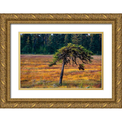 Homer-Alaska-miniature-black spruce-autumn colored field Gold Ornate Wood Framed Art Print with Double Matting by Sienda, Jolly
