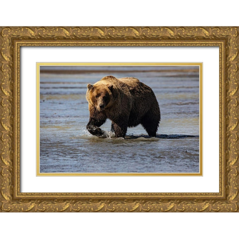 Lake Clark National Park and Preserve-Alaska-wilderness-bears-low tide-splashes-water-paw Gold Ornate Wood Framed Art Print with Double Matting by Sienda, Jolly
