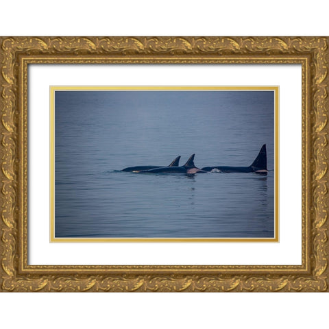 Kenai Fjords-Alaska-pod of Orca Killer Whales Gold Ornate Wood Framed Art Print with Double Matting by Sienda, Jolly