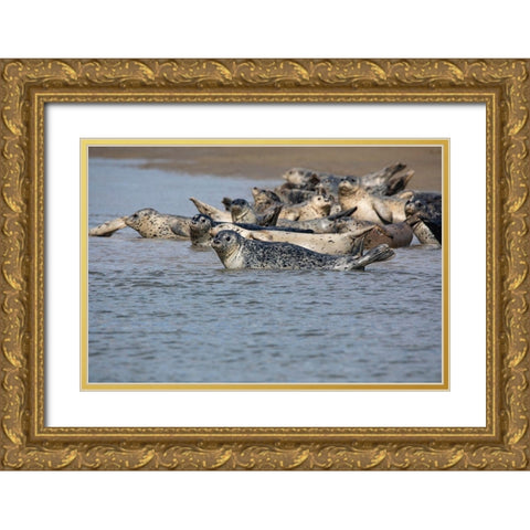 Lake Clark National Park and Preserve-Cook Inlet-Kenai Peninsula-Alaska-pod of seals on the mudflat Gold Ornate Wood Framed Art Print with Double Matting by Sienda, Jolly