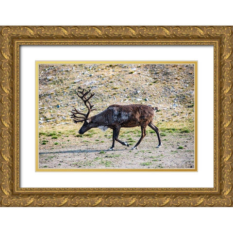 Denali-Alaska-Reindeer-large antlers-caribou Gold Ornate Wood Framed Art Print with Double Matting by Sienda, Jolly