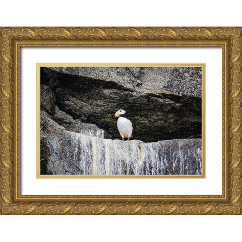 Seward-Alaska-Kenai Peninsula-puffin-seabird Gold Ornate Wood Framed Art Print with Double Matting by Sienda, Jolly