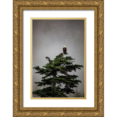 Prince William Sound-Alaska-Valdez-Bald Eagle perched on evergreen tree Gold Ornate Wood Framed Art Print with Double Matting by Sienda, Jolly