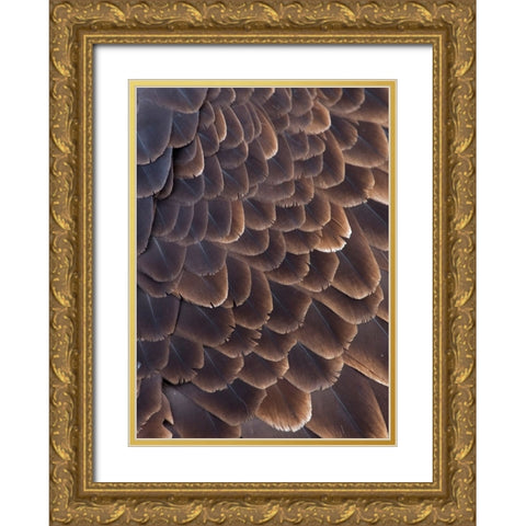 Close-up of Bald Eagle feather-Homer-Alaska-USA Gold Ornate Wood Framed Art Print with Double Matting by Su, Keren