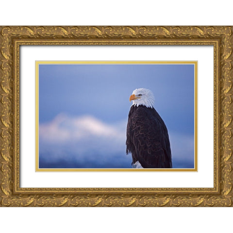 Bald Eagle-Homer-Alaska-USA Gold Ornate Wood Framed Art Print with Double Matting by Su, Keren