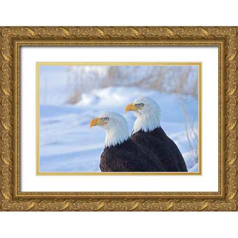 Two Bald Eagles-Haliaeetus leucocephalus-Alaska-US Gold Ornate Wood Framed Art Print with Double Matting by Su, Keren
