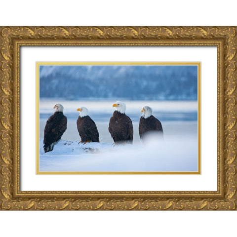 Bald Eagle-Homer-Alaska-USA Gold Ornate Wood Framed Art Print with Double Matting by Su, Keren