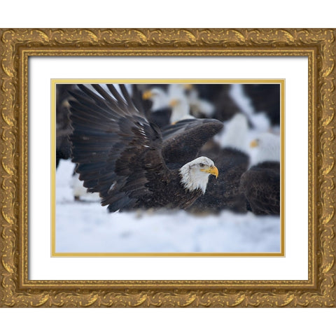 Bald Eagle-Homer-Alaska-USA Gold Ornate Wood Framed Art Print with Double Matting by Su, Keren