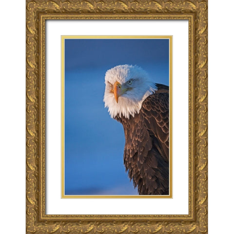 Bald Eagle-Homer-Alaska-USA Gold Ornate Wood Framed Art Print with Double Matting by Su, Keren